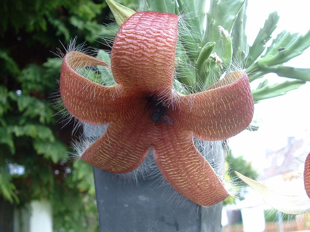 Stapelia grandiflora.JPG